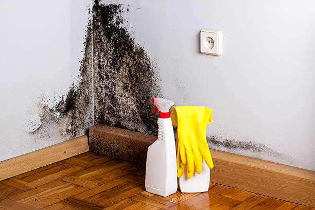 Best Mold Remediation for Healthcare Facilities  in Grangeville, ID